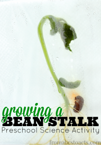 growing a beanstalk preschool science activity
