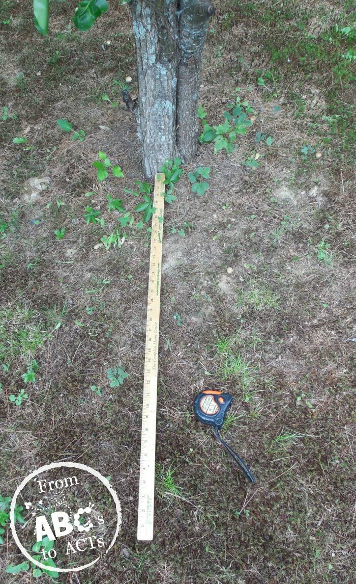 Outdoor STEM, tree measurement