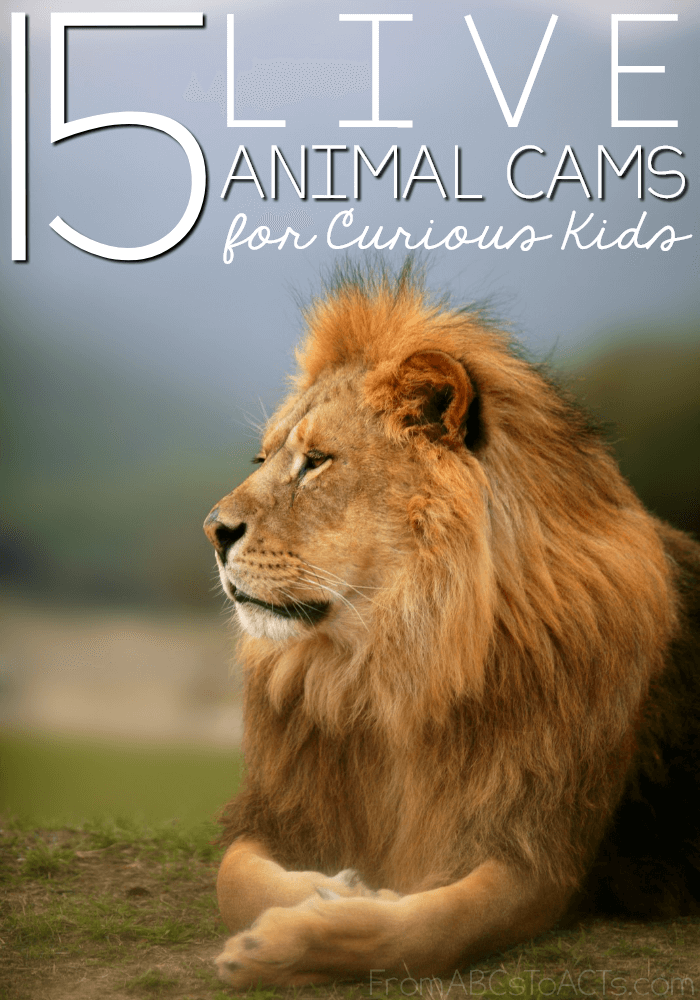 Bring your homeschool animal studies to life with a few of these live animal cams for kids!