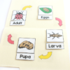 Life Cycle - Ladybug File Folder Game