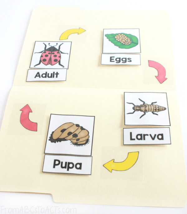 Life Cycle - Ladybug File Folder Game