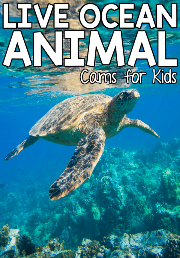 Live Ocean Animal Cams for Kids - From ABCs to ACTs