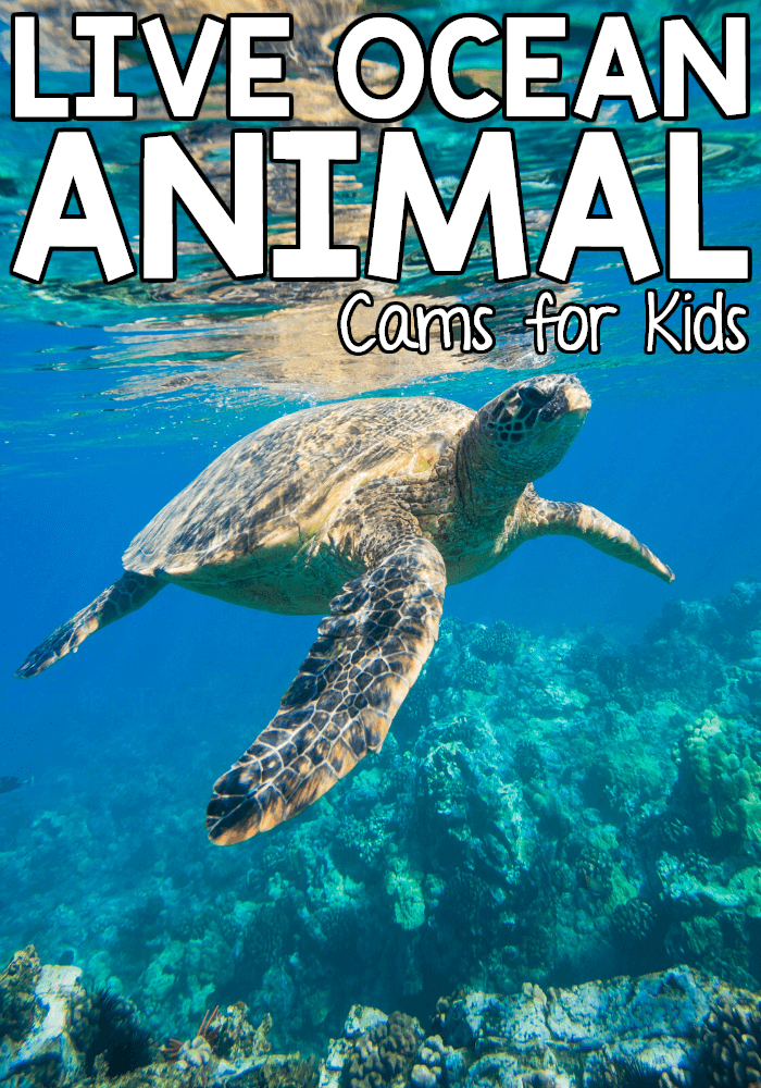 Want to study ocean animals with your children but don't anywhere near the beach? These live ocean animal cams for kids can help! Explore the depths of the ocean and observe the creatures of the sea without ever leaving the comfort of your own home!