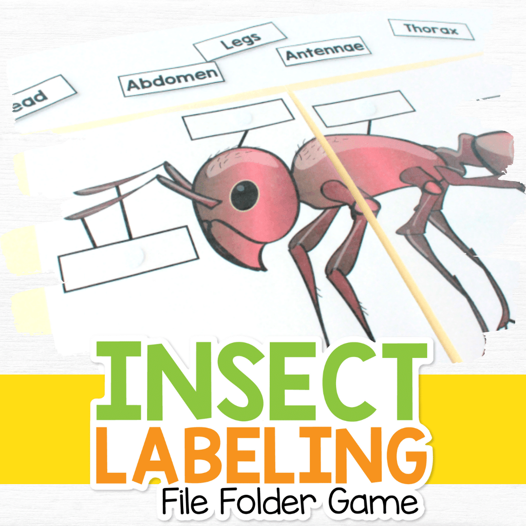 Insect Labeling File Folder Game