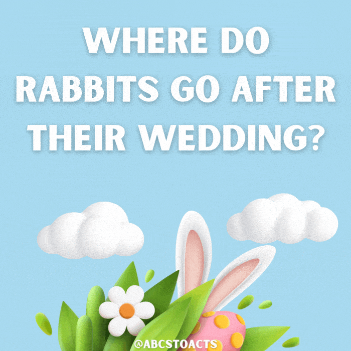 Where do rabbits go after their wedding